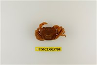 藏品(銹色澤蟹)的圖片